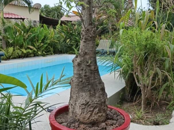 JARDIN TROPICAL