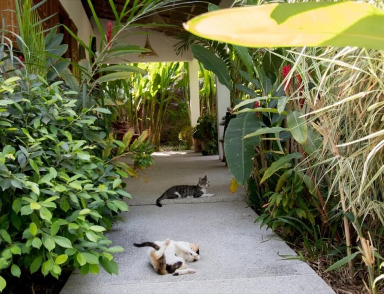 JARDIN TROPICAL