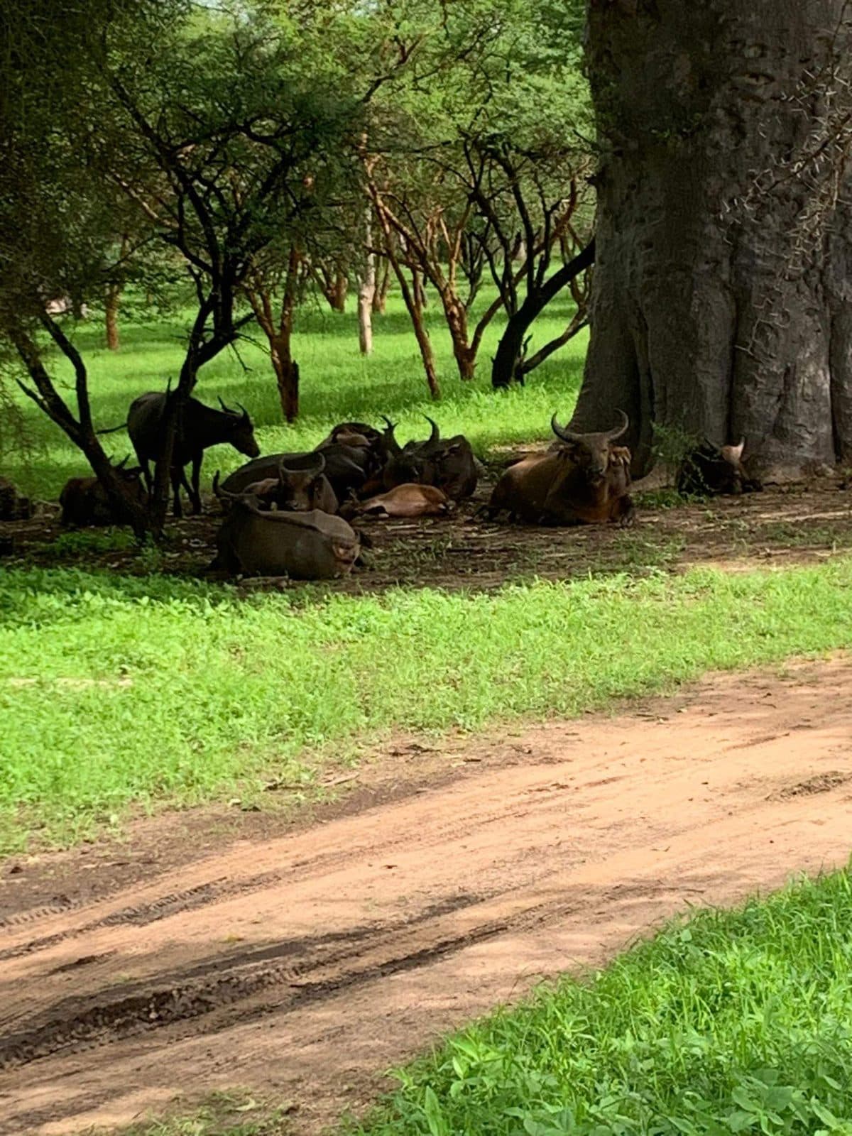 ATTIKA
