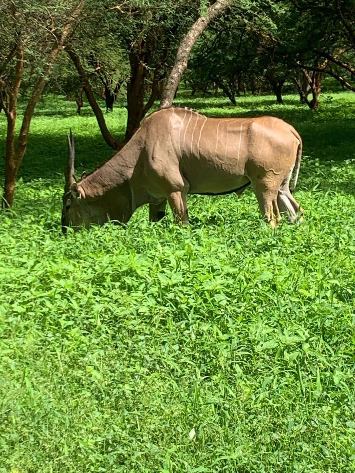 ATTIKA